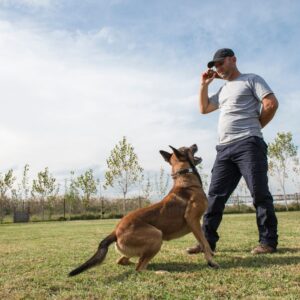 man training dog