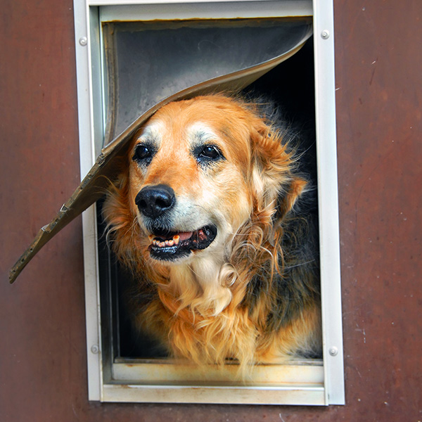 Senior dog looking out dog door