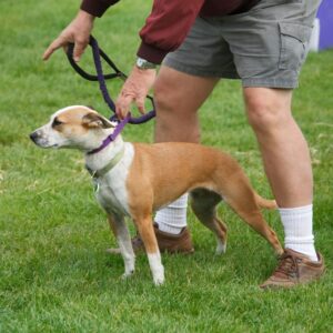man training dog