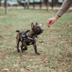 dog getting a treat