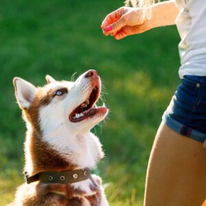 dog getting a treat