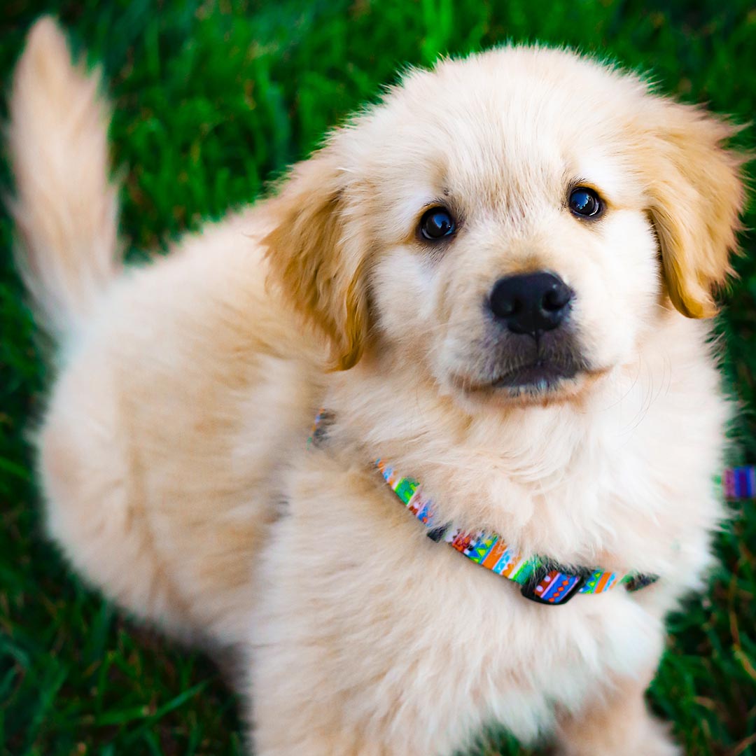 Happy brown and white puppy