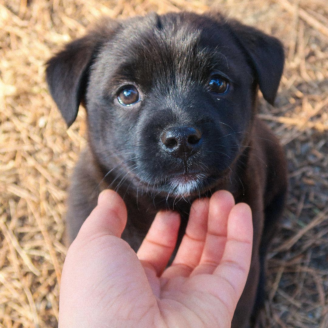 Person petting a black puppy