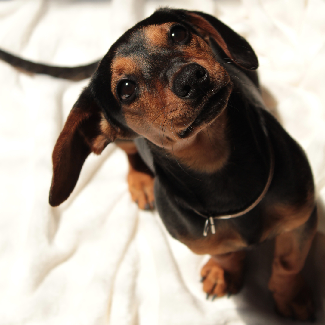 small dog looking up at the camera