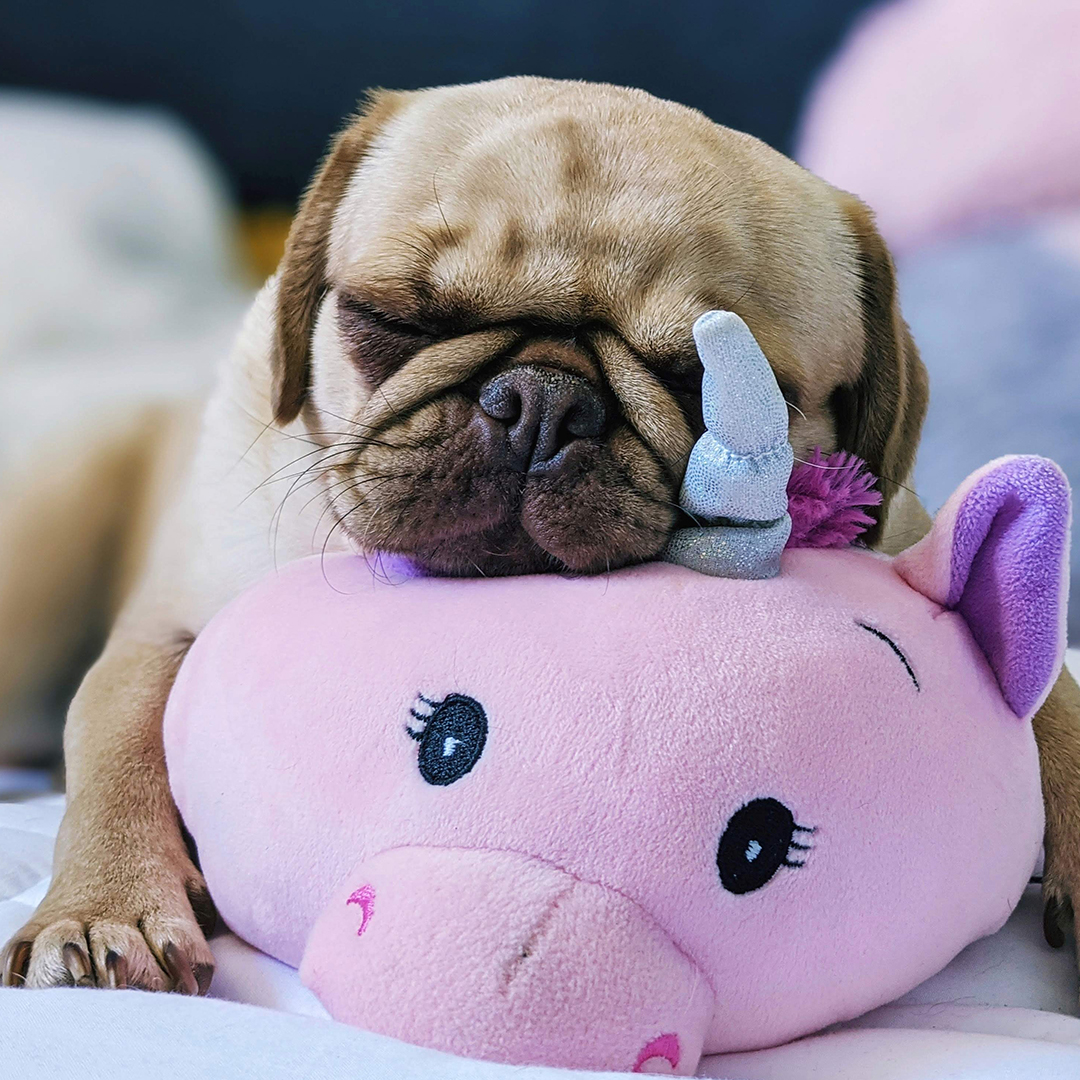 dog snuggling a favorite stuffed toy