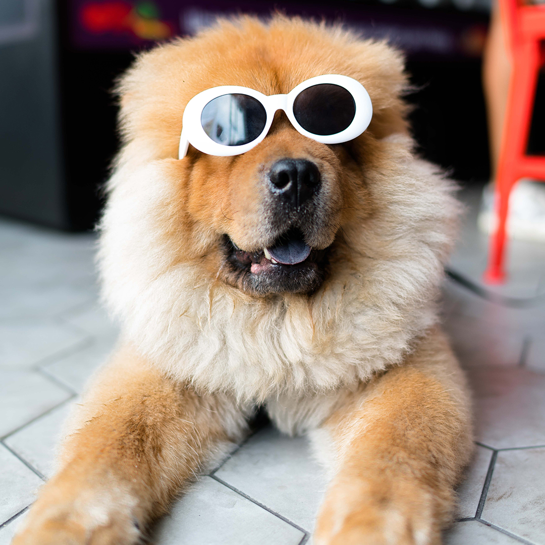 Large fluffy dog with sunglasses on