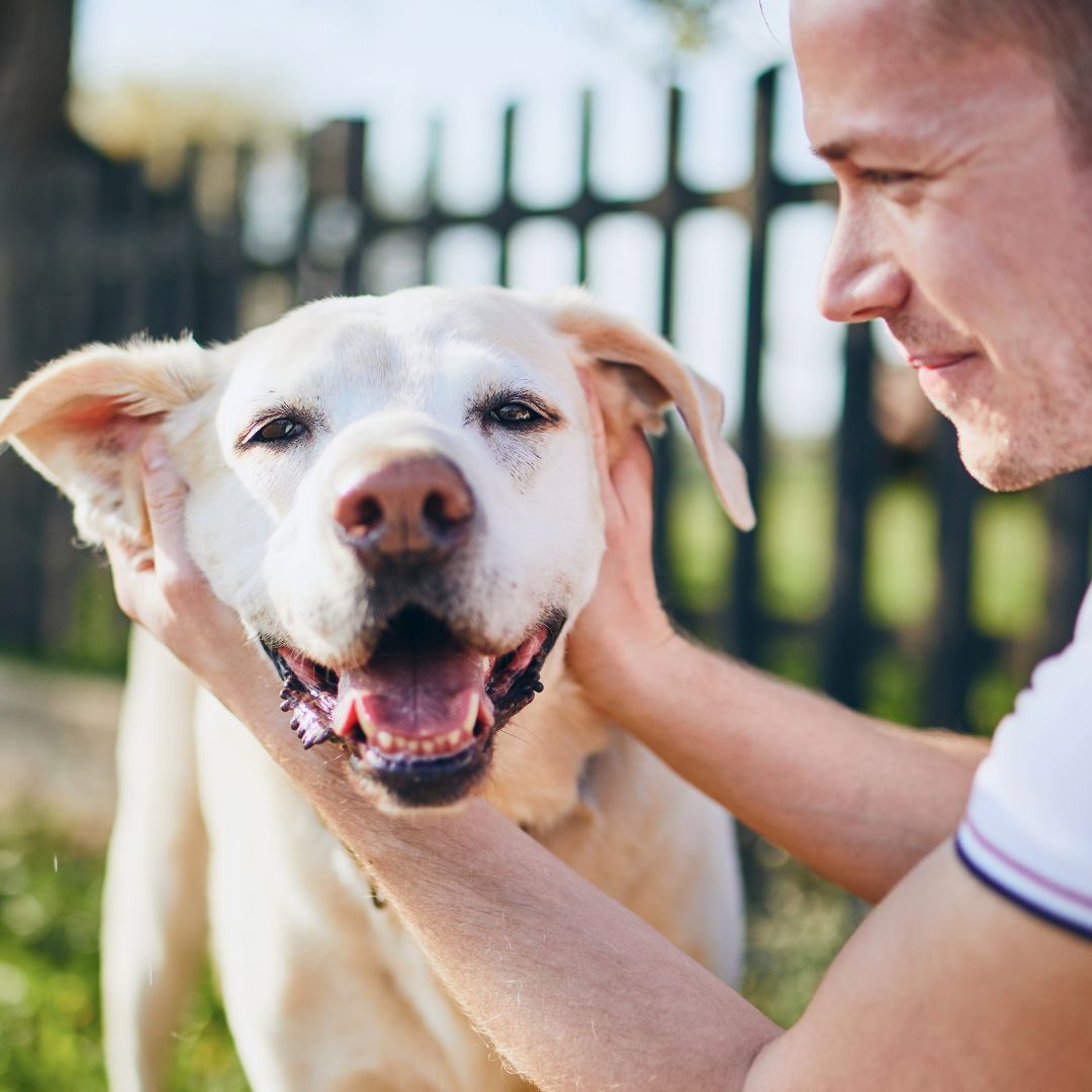 close up of an owner playing with their golden lab