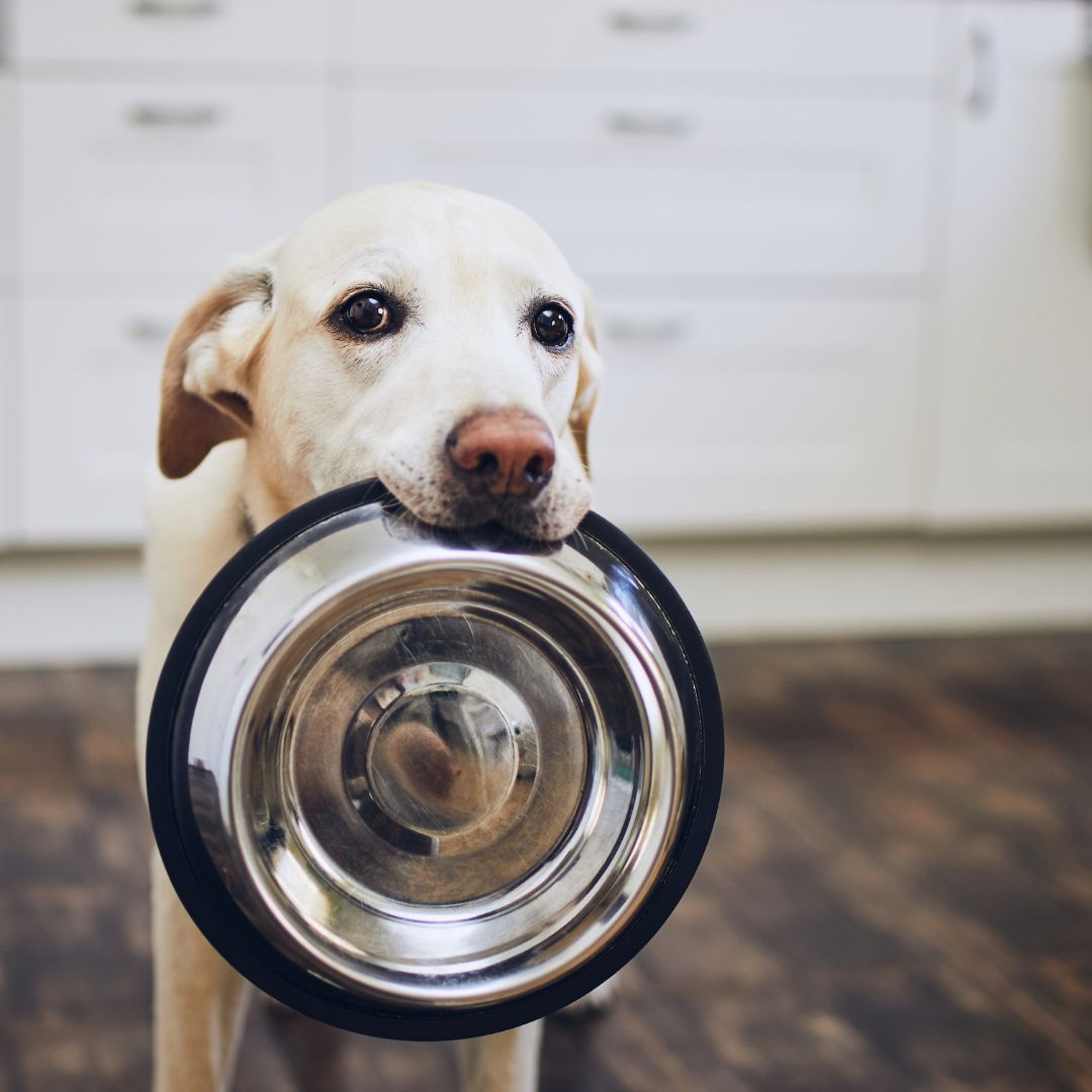 dog holding an empty dog bowl