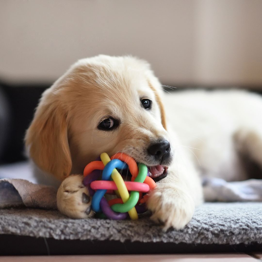 Labrador puppy with toy