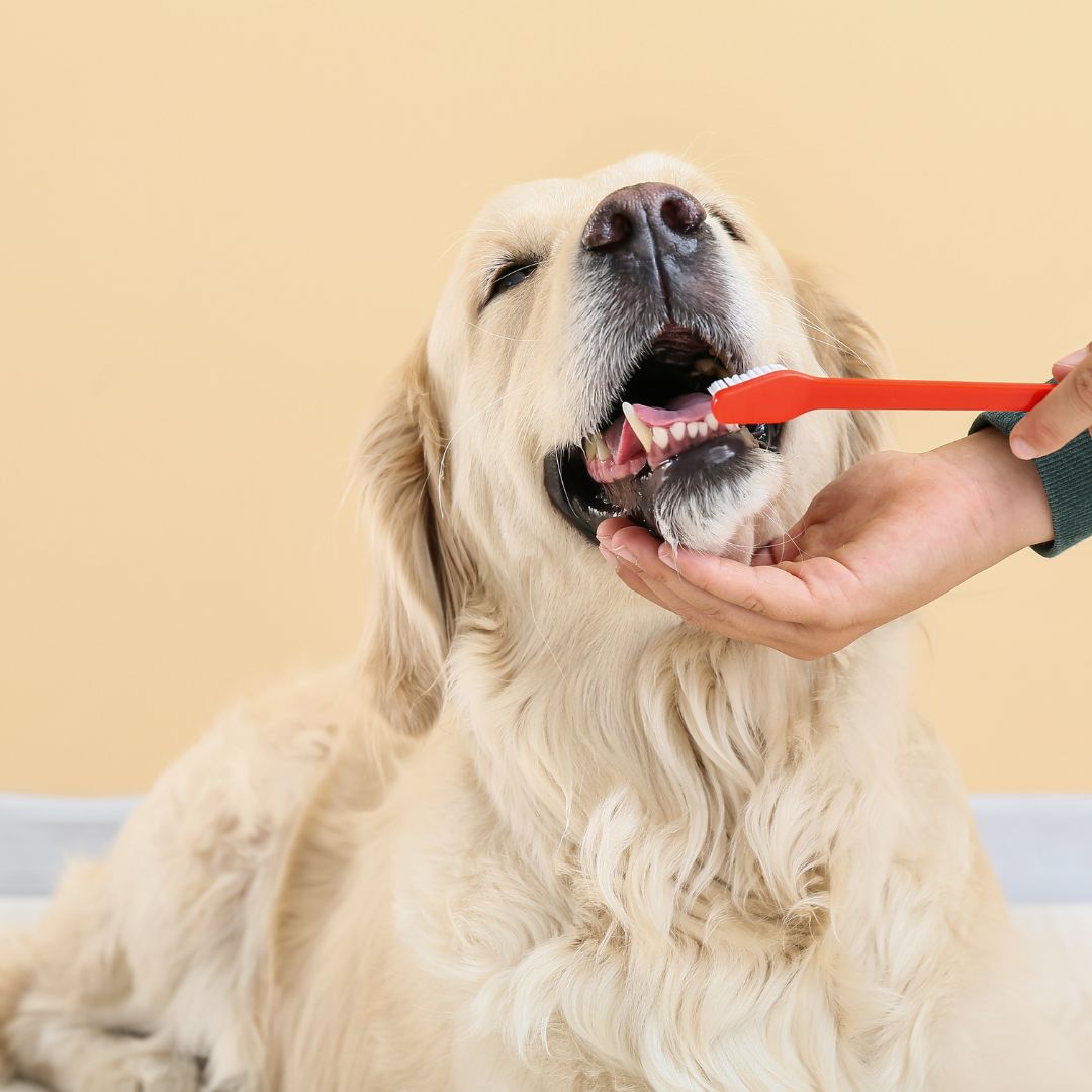 brush golden retriever's teeth