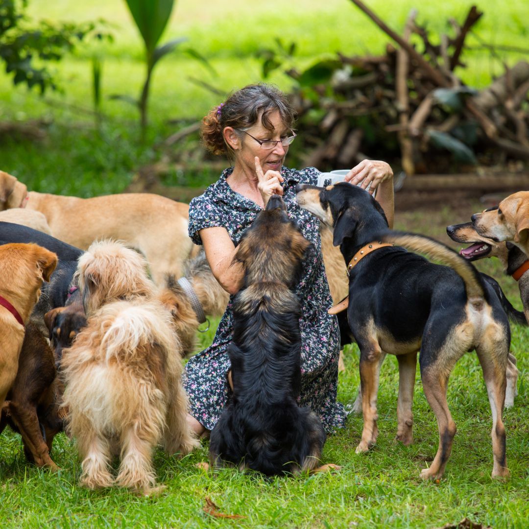 Wide shot of a lady training a large group of dogs