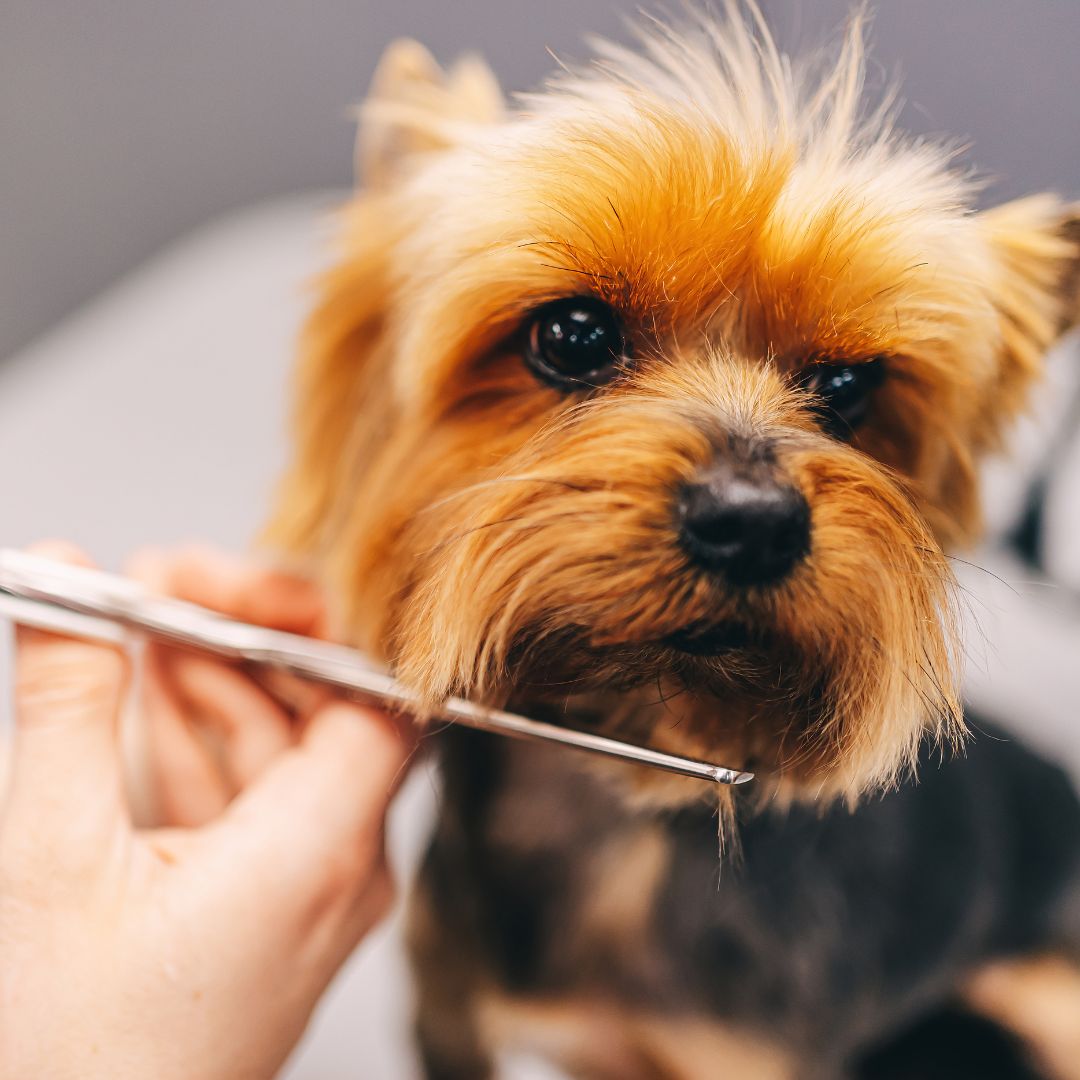 Small dog gets groomed