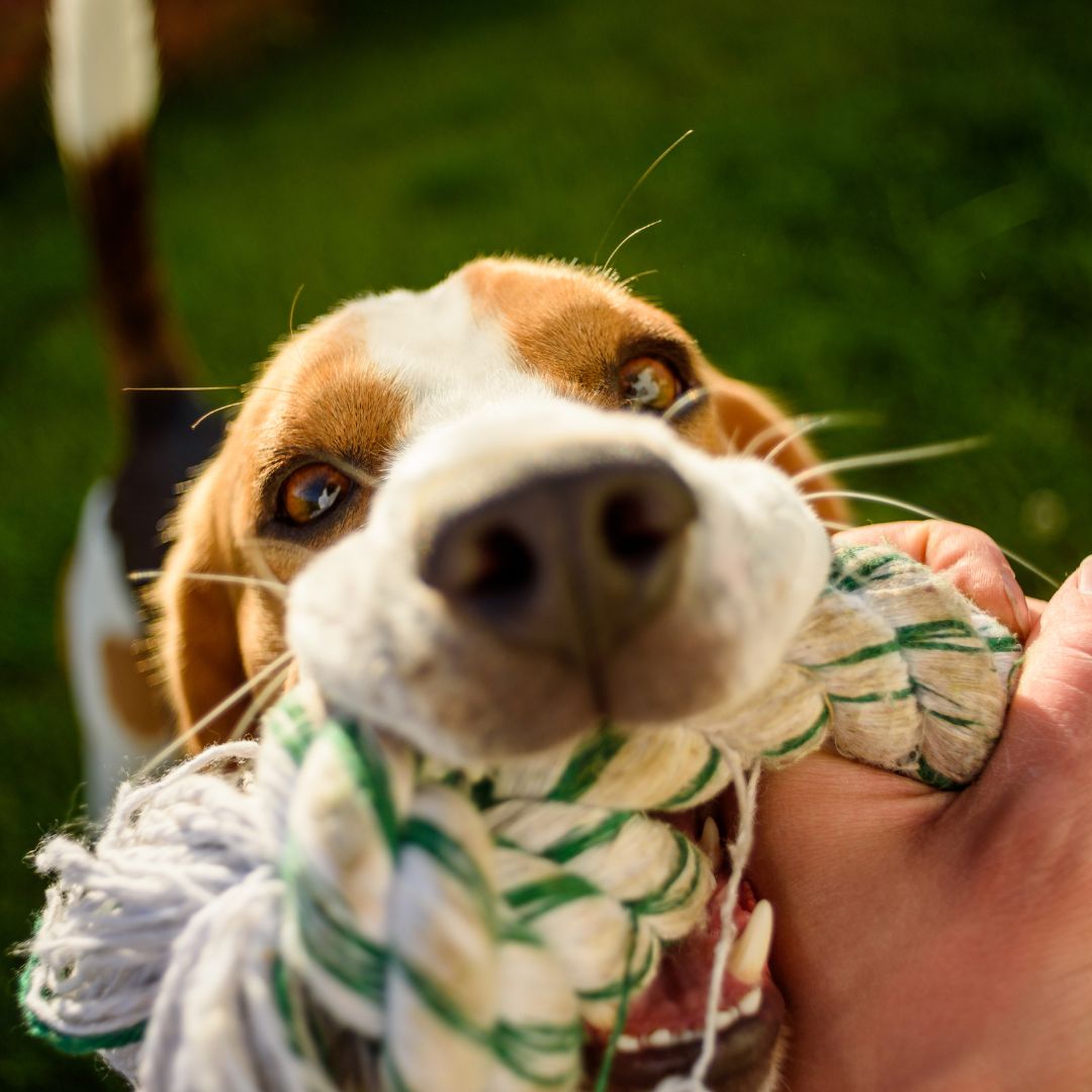 Person plays tug-of-war with beagle