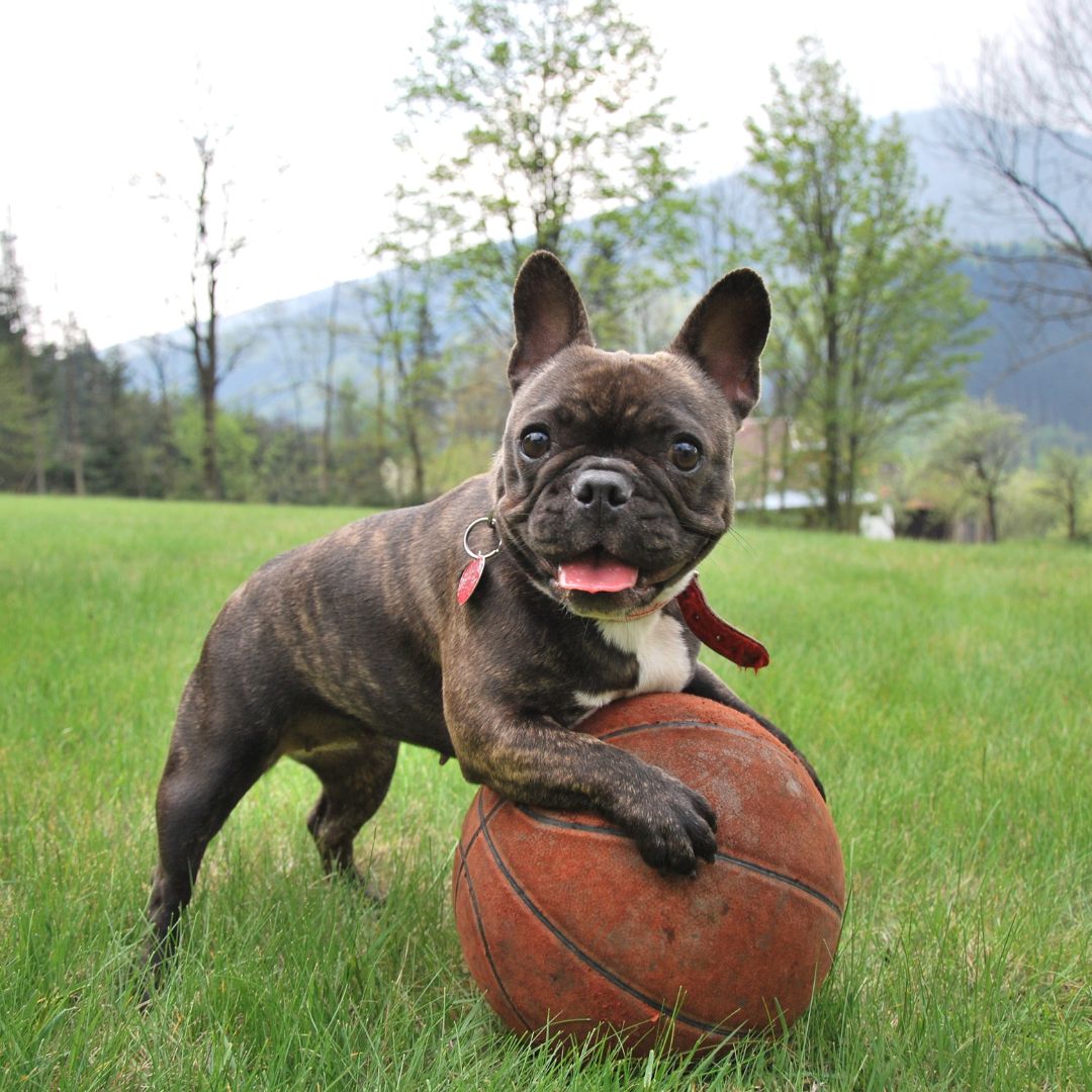 dog playing with ball