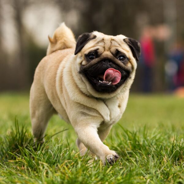 dog running