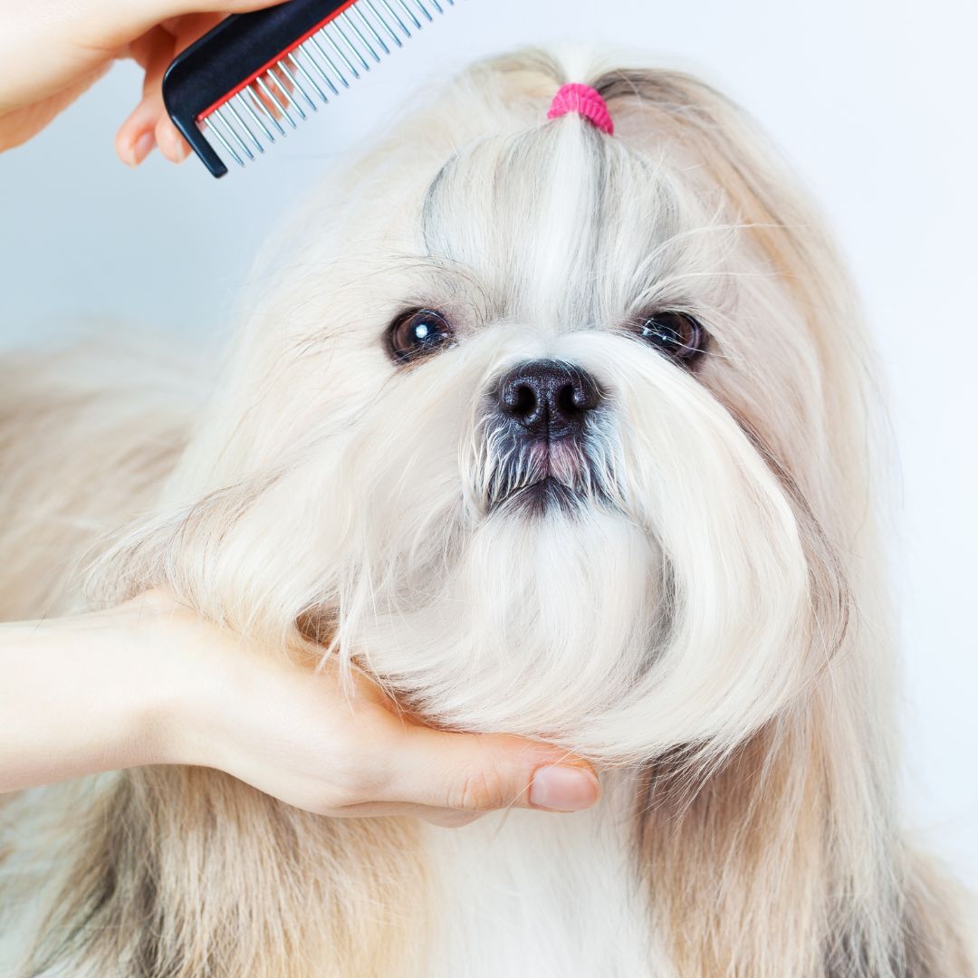 dog grooming