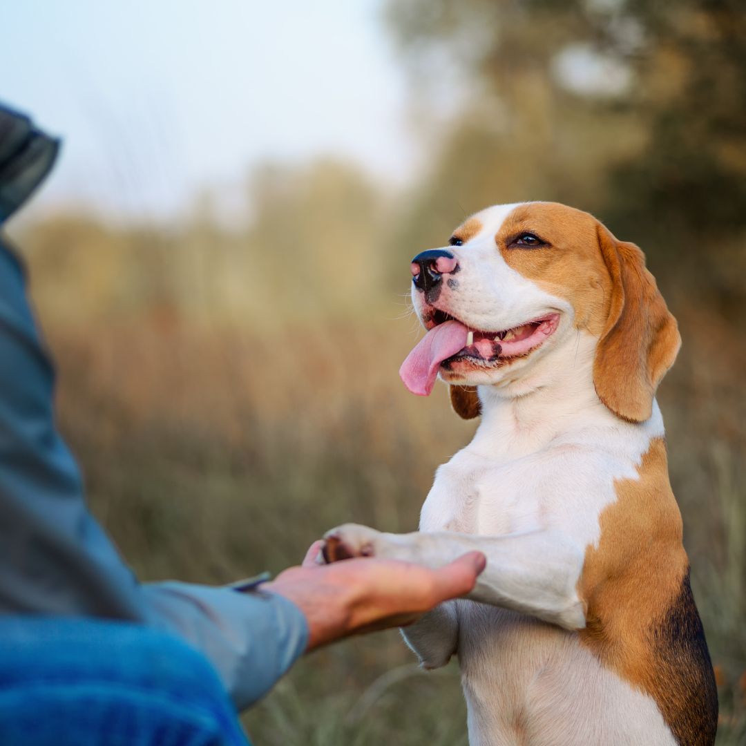 dog training
