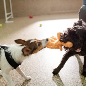 dogs playing together