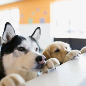 two dogs on a counter following their routine