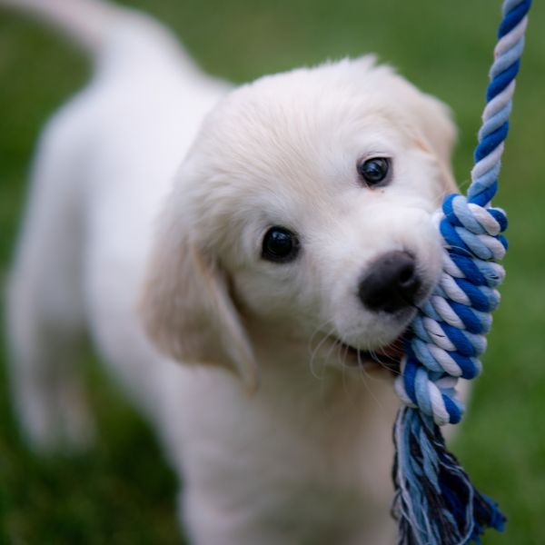 A puppy playing with a toy