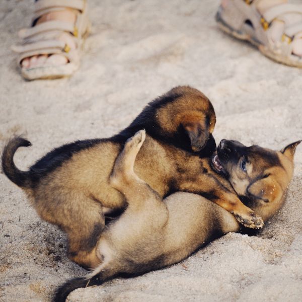 two puppies playing