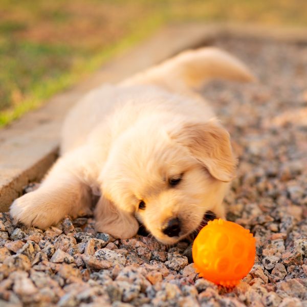 A puppy playing with a toy