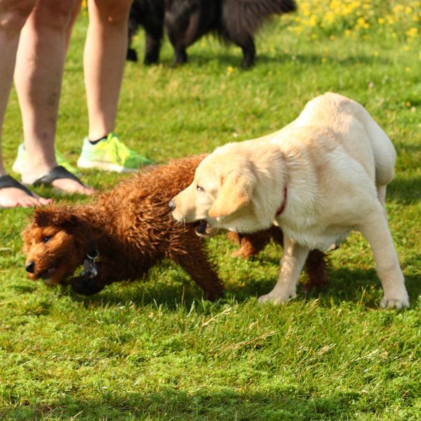 two puppies playing