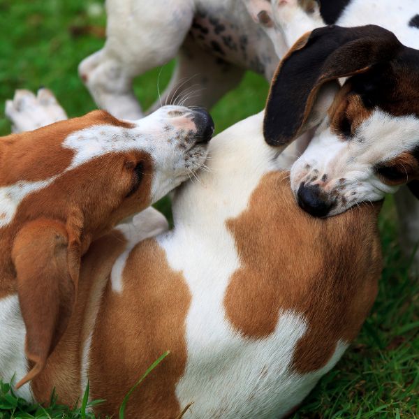 two puppies playing