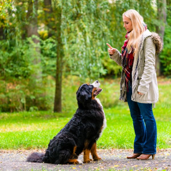 A women getting her dog to sit