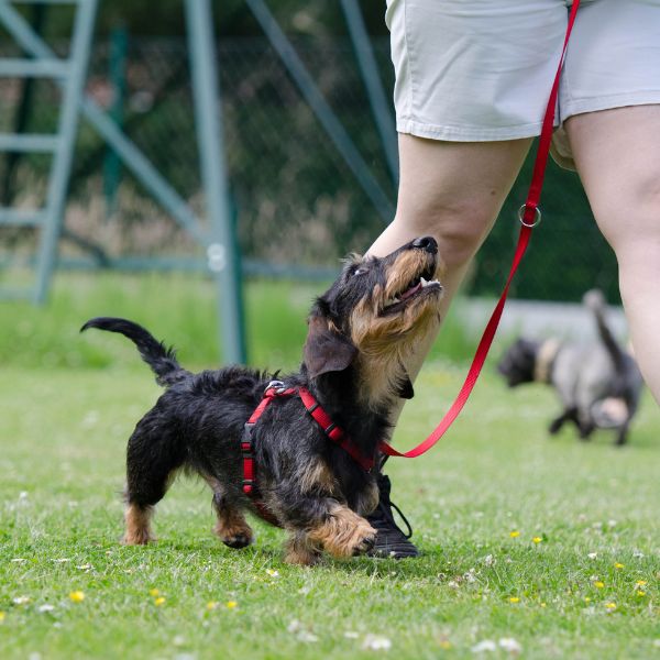 A wiener dog walking on a leash
