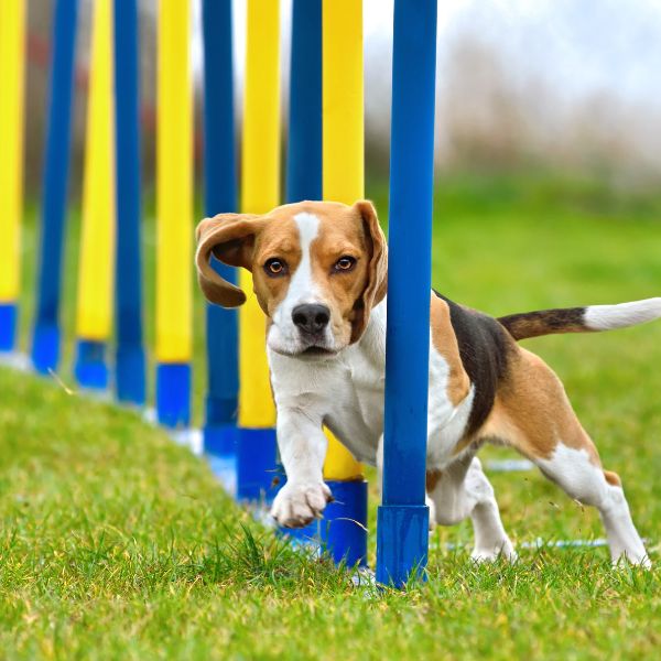 A dog doing agility training