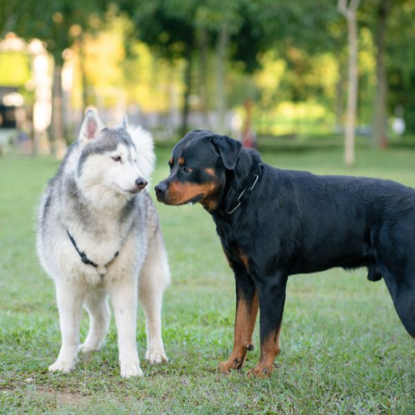 Two dogs sniffing each other