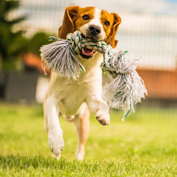 A dog playing with a rope toy