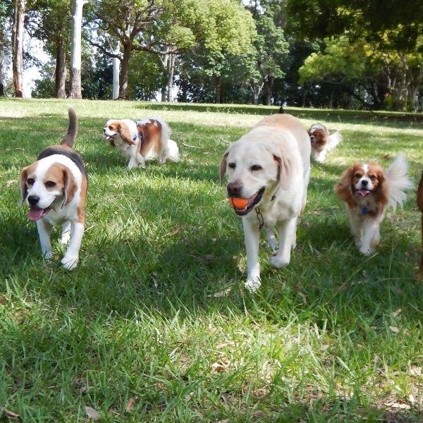 Four dogs running together