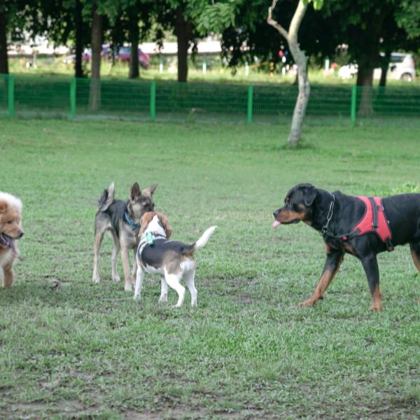 Dogs playing together