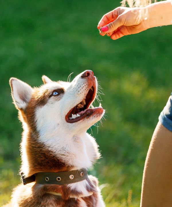 positive reinforcement training for dog