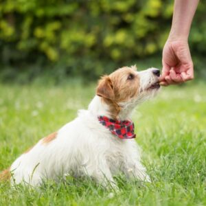 puppy getting a treat after sitting
