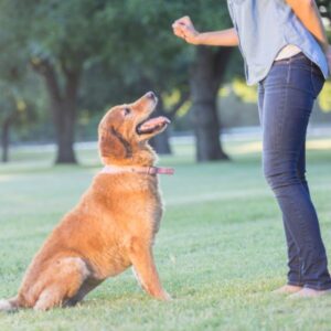 positive reinforcement training technique for dog