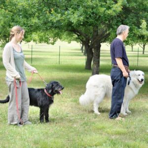 positive reinforcement training for older dogs