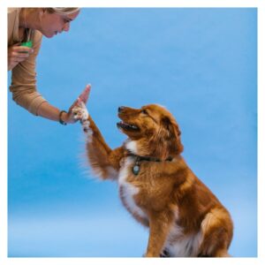 dog high-fiving owner
