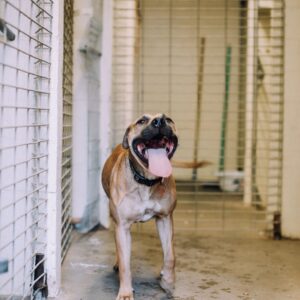 A happy dog during boarding
