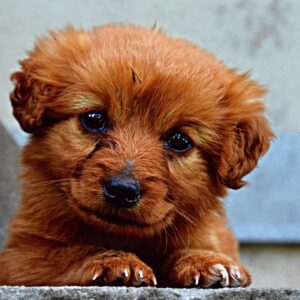 A happy puppy