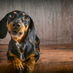 A young adult dog