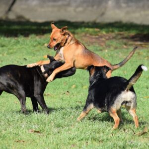 Dogs playing together