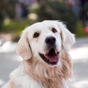 An adult dog