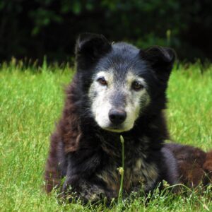 An older dog