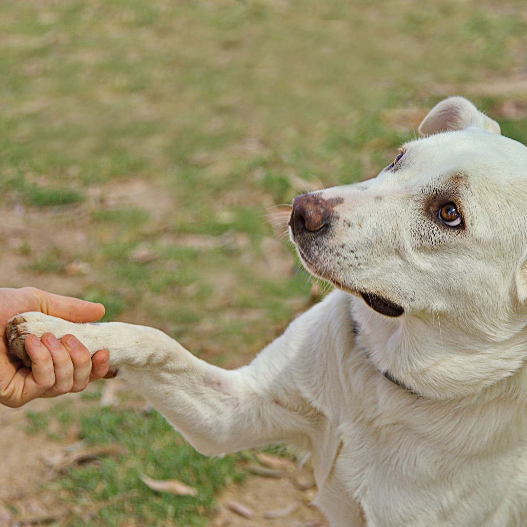 Positive Reinforcement Training.Image2