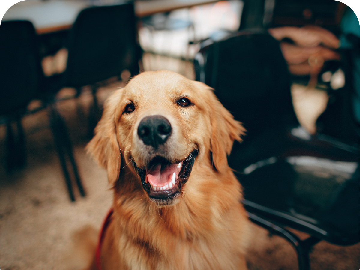 Happy dog