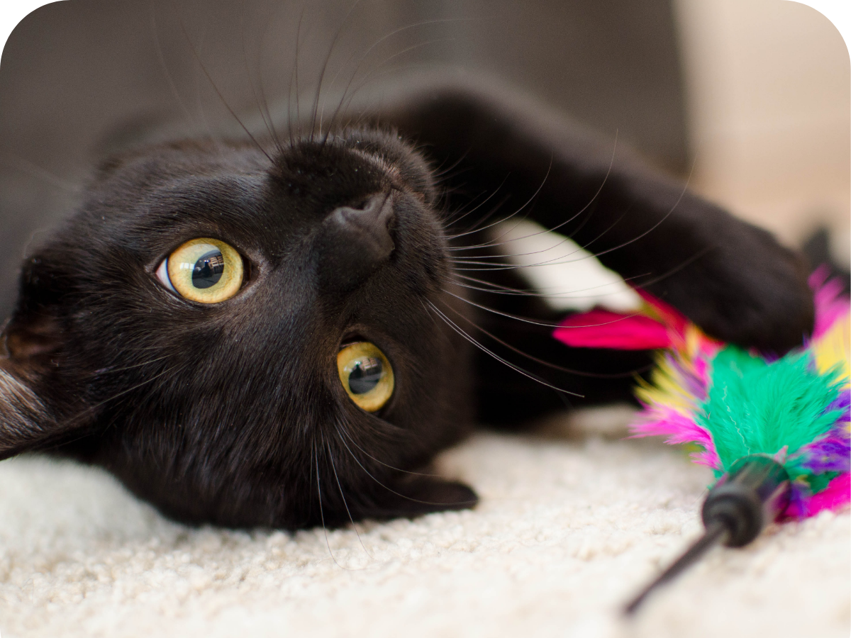 Black cat playing
