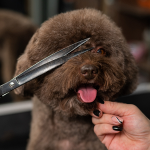 Dog getting its face trimmed.